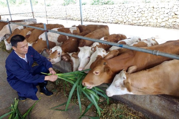 肉牛如何快速育肥,要注意选好育肥牛牛犊