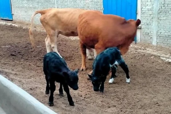 肉牛如何快速育肥,要注意选好育肥牛牛犊