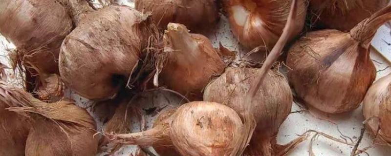 藏红花种球的处理方法，种植前要用多菌灵溶液浸泡消毒