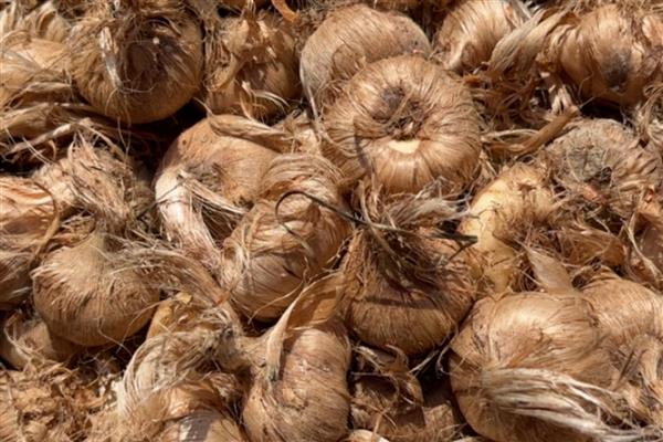 藏红花种球的处理方法,种植前要用多菌灵溶液浸泡消毒