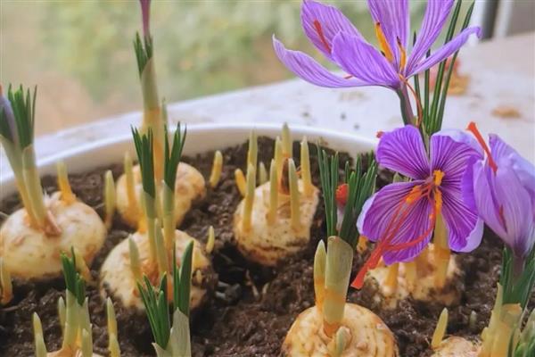 藏红花种球的处理方法,种植前要用多菌灵溶液浸泡消毒