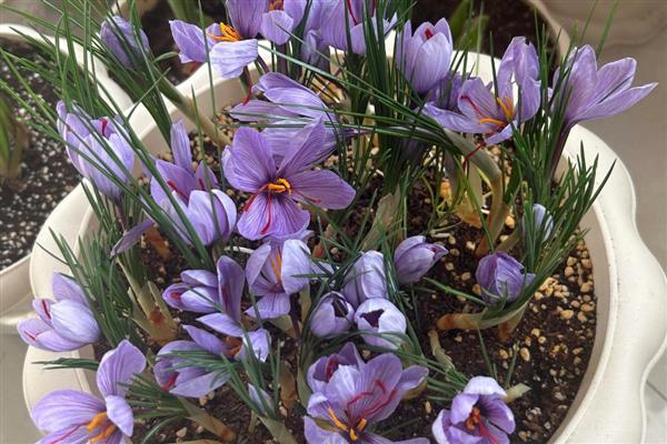 藏红花种球的处理方法,种植前要用多菌灵溶液浸泡消毒