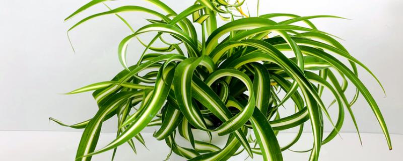 吊兰叶子易折断怎么办，每天需提供2-3小时散射光