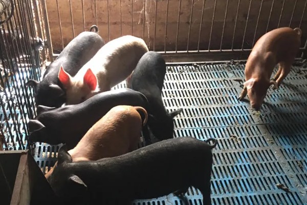 杜洛克猪的优缺点，体质结实适应能力强但繁殖性能低