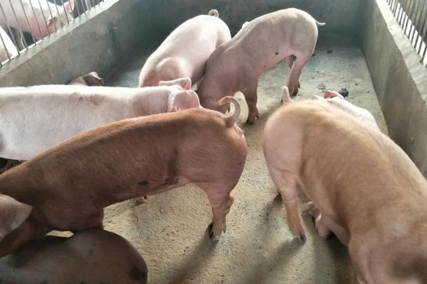 杜洛克猪的优缺点，体质结实适应能力强但繁殖性能低