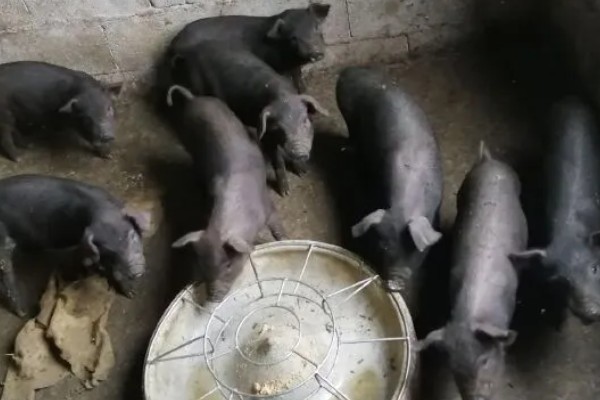 杜洛克猪的优缺点，体质结实适应能力强但繁殖性能低