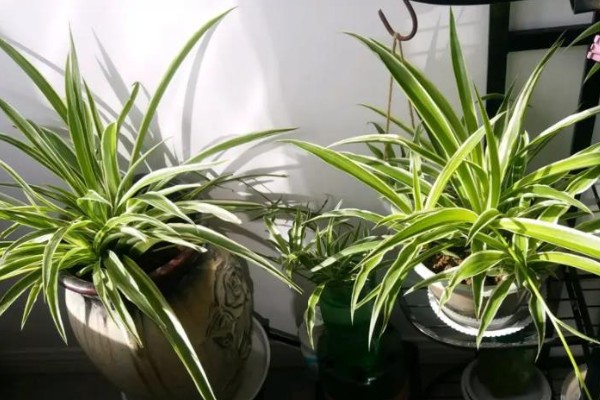 吊兰叶子易折断怎么办，每天需提供2-3小时散射光