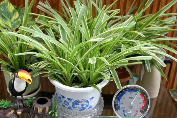 吊兰叶子易折断怎么办，每天需提供2-3小时散射光