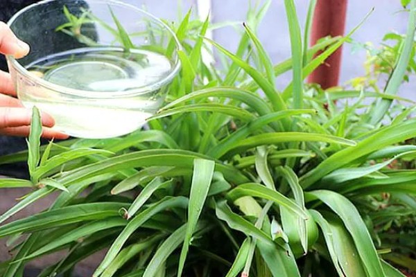 吊兰叶子易折断怎么办，每天需提供2-3小时散射光