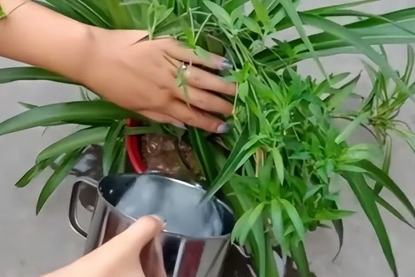 吊兰叶子易折断怎么办，每天需提供2-3小时散射光