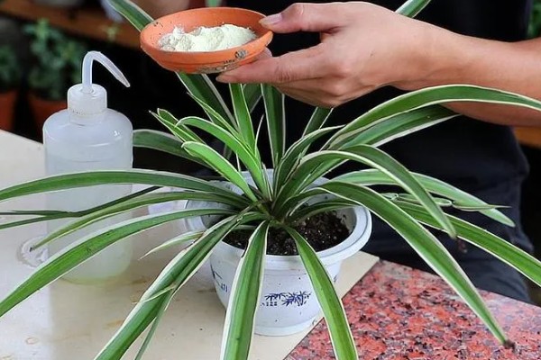 吊兰叶子易折断怎么办，每天需提供2-3小时散射光