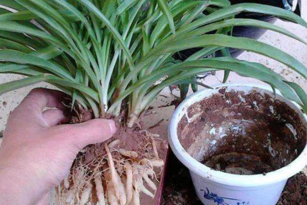 吊兰叶子易折断怎么办，每天需提供2-3小时散射光