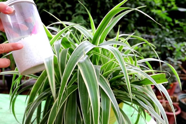 吊兰叶子易折断怎么办，每天需提供2-3小时散射光