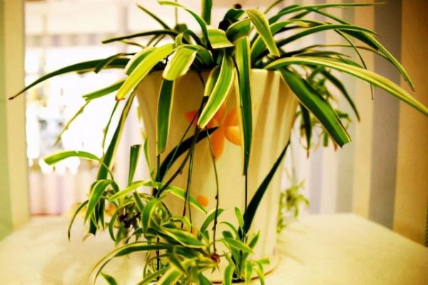 吊兰叶子易折断怎么办，每天需提供2-3小时散射光