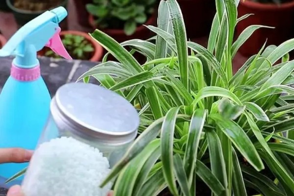 吊兰叶子易折断怎么办，每天需提供2-3小时散射光