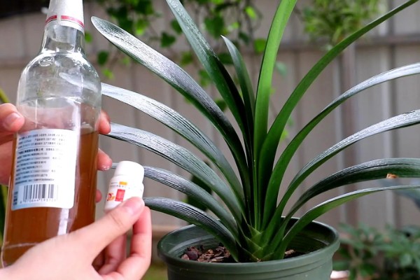 君子兰夹箭如何浇啤酒,按照1:30的比例把水和啤酒混合