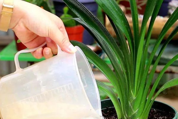 君子兰夹箭如何浇啤酒,按照1:30的比例把水和啤酒混合