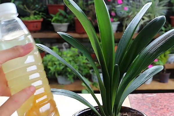 君子兰夹箭如何浇啤酒,按照1:30的比例把水和啤酒混合