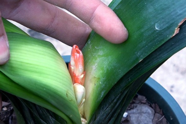 君子兰夹箭如何浇啤酒,按照1:30的比例把水和啤酒混合