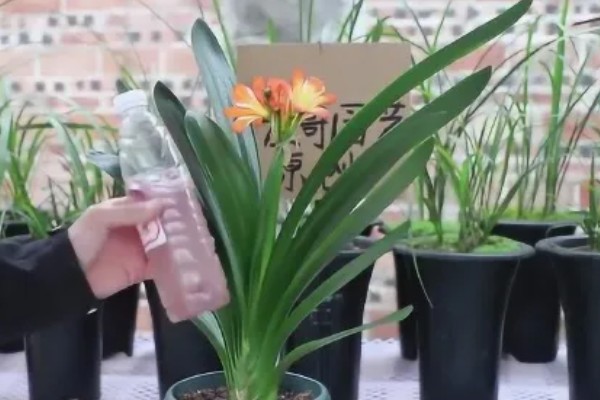 君子兰夹箭如何浇啤酒,按照1:30的比例把水和啤酒混合