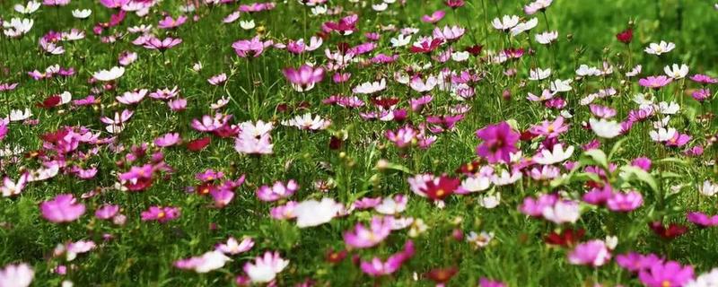 波斯菊的花语，寓意坚强不屈、少女纯情等