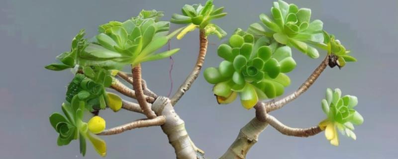 珊瑚树的养殖方法，生长期每个月追施一次有机肥