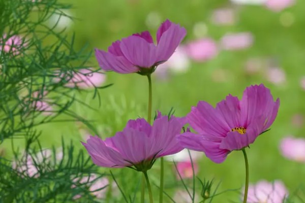 波斯菊的花语，寓意坚强不屈、少女纯情等