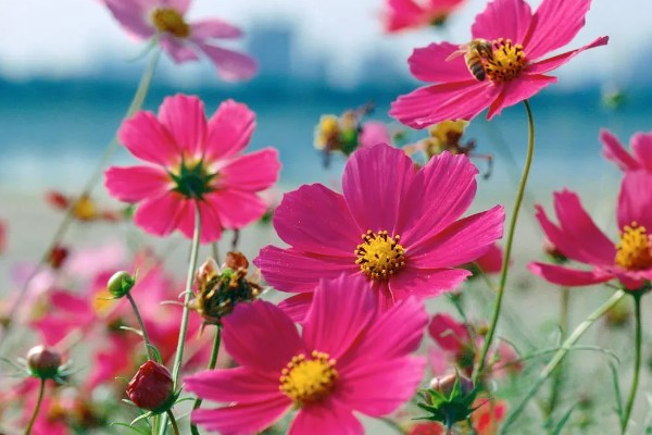 波斯菊的花语，寓意坚强不屈、少女纯情等