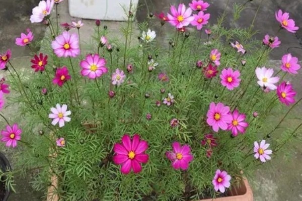 波斯菊的花语，寓意坚强不屈、少女纯情等