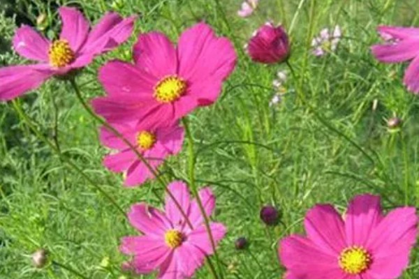 波斯菊的花语，寓意坚强不屈、少女纯情等