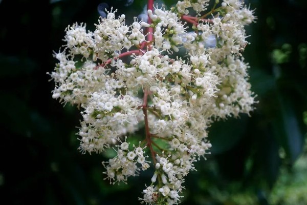 珊瑚树的养殖方法,生长期每个月追施一次有机肥