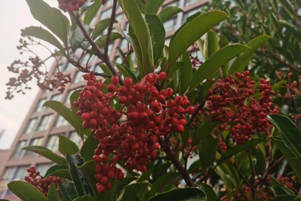 珊瑚树的养殖方法,生长期每个月追施一次有机肥