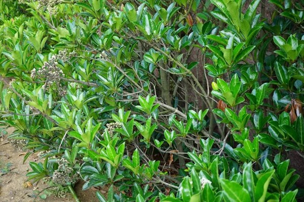 珊瑚树的养殖方法,生长期每个月追施一次有机肥