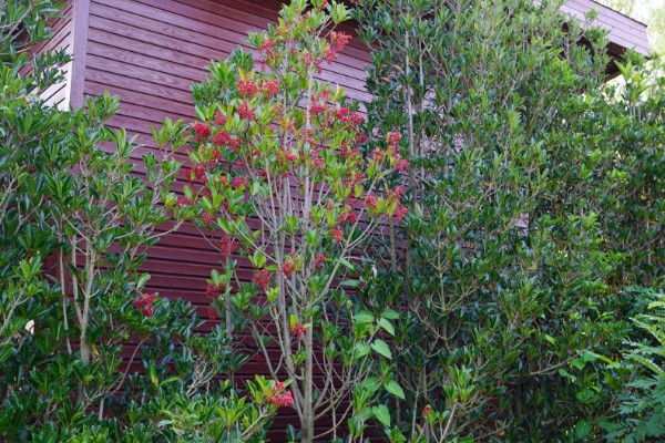 珊瑚树的养殖方法,生长期每个月追施一次有机肥