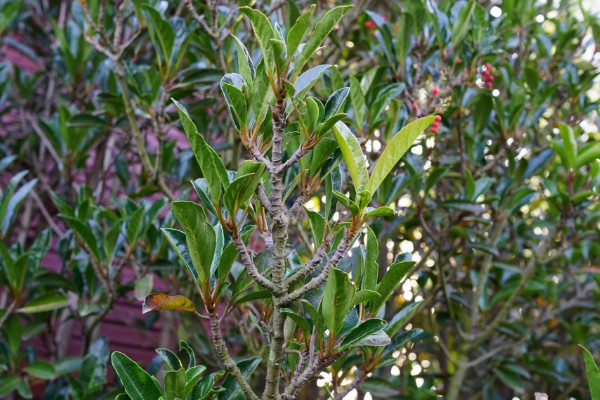 珊瑚树的养殖方法,生长期每个月追施一次有机肥