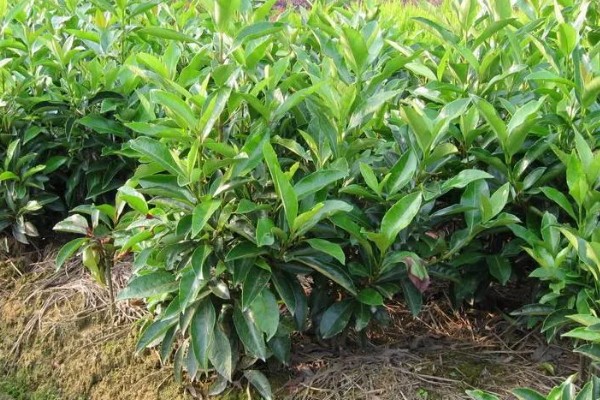 珊瑚树的养殖方法,生长期每个月追施一次有机肥