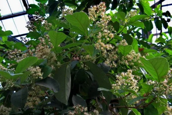 珊瑚树的养殖方法,生长期每个月追施一次有机肥