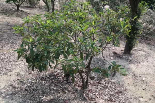 珊瑚树的养殖方法,生长期每个月追施一次有机肥