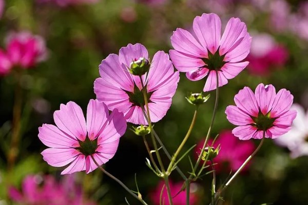 波斯菊的花语，寓意坚强不屈、少女纯情等