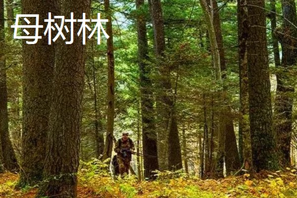 母树林和种子园的区别，前者是天然树林、后者为人工林