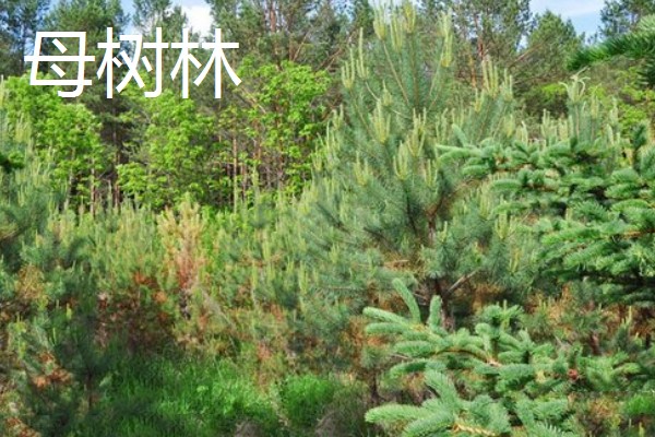 母树林和种子园的区别，前者是天然树林、后者为人工林