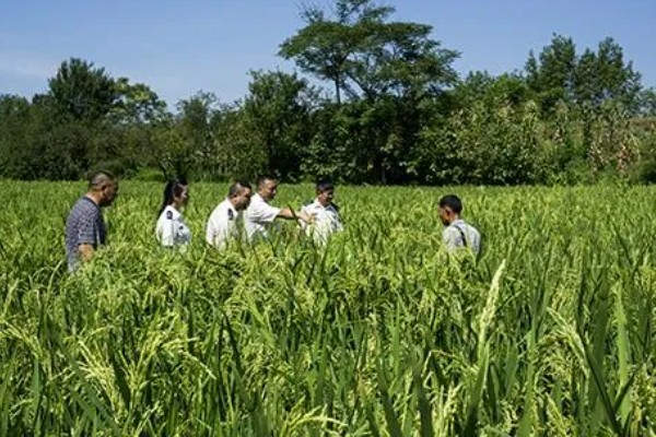 母树林和种子园的区别，前者是天然树林、后者为人工林