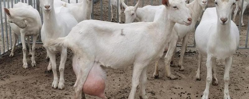 奶羊的产奶寿命，一般是12年左右