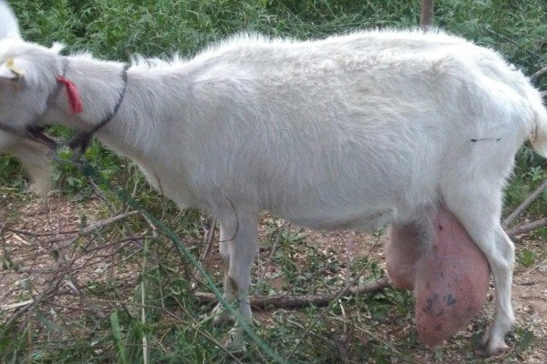 奶羊的产奶寿命，一般是12年左右