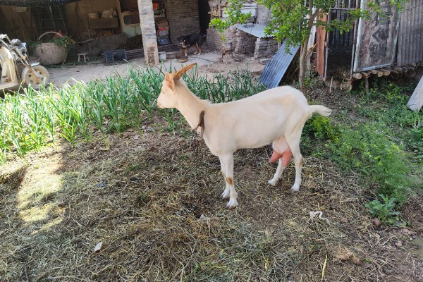 奶羊的产奶寿命，一般是12年左右