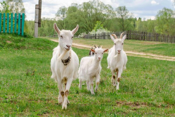 奶羊的产奶寿命，一般是12年左右