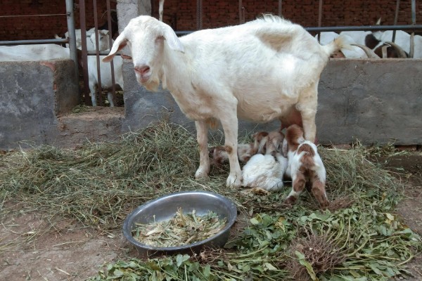 奶羊的产奶寿命，一般是12年左右