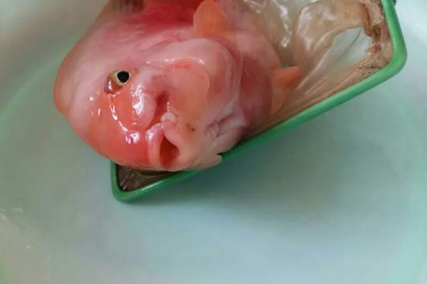 鹦鹉鱼尾巴变黑的原因,温差大会由于应激而变黑