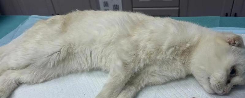 猫咪不绝育的后果，发情时会频繁发出叫声