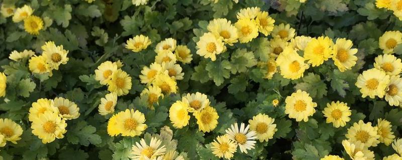 菊花冬天是否会开放，保持适温可促使它开花
